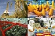 Xuất khẩu nông, lâm và thủy sản đạt 17,8 tỷ USD